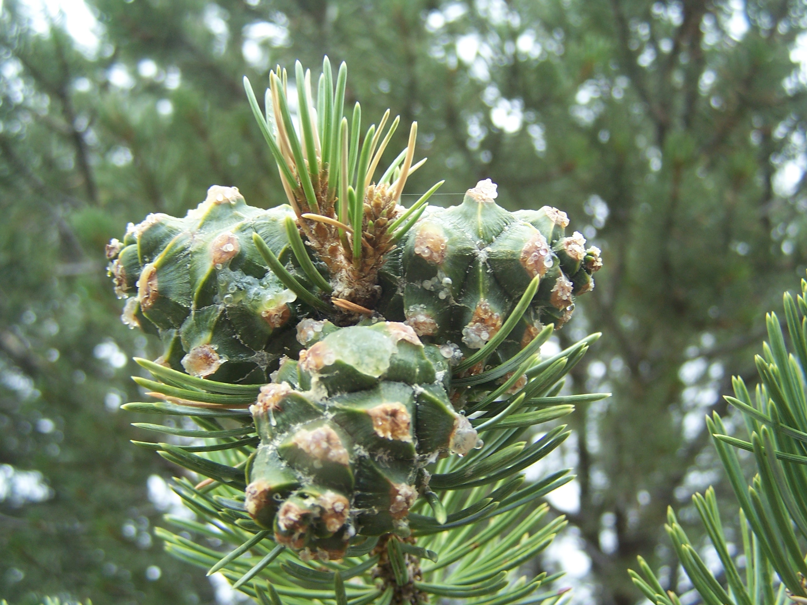 2015 Pinon Crop Pinon Nut harvest