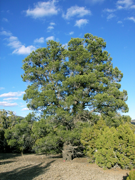 pinon nuts are harvested in New Mexico from pinyon pine trees like this one.